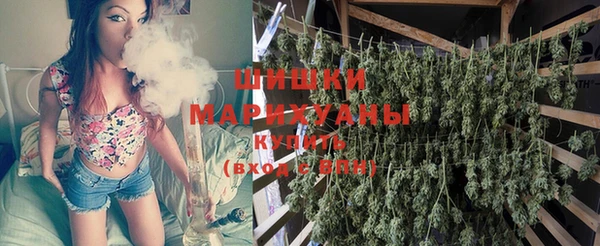 индика Новозыбков